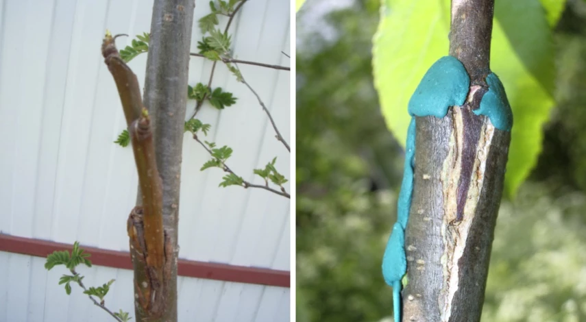 весенняя прививка черенком