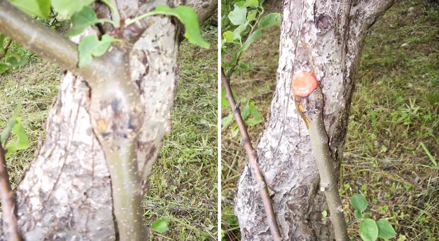 время прививки черенков