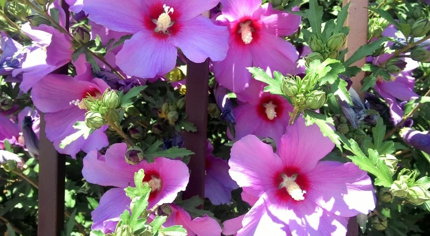 гибискус сирийский