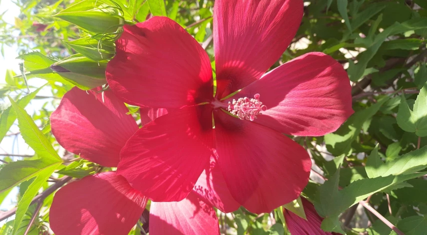 гибискус комнатный