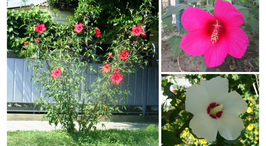 гибискус травянистый