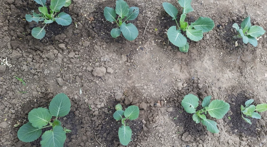 кольраби капуста выращивание