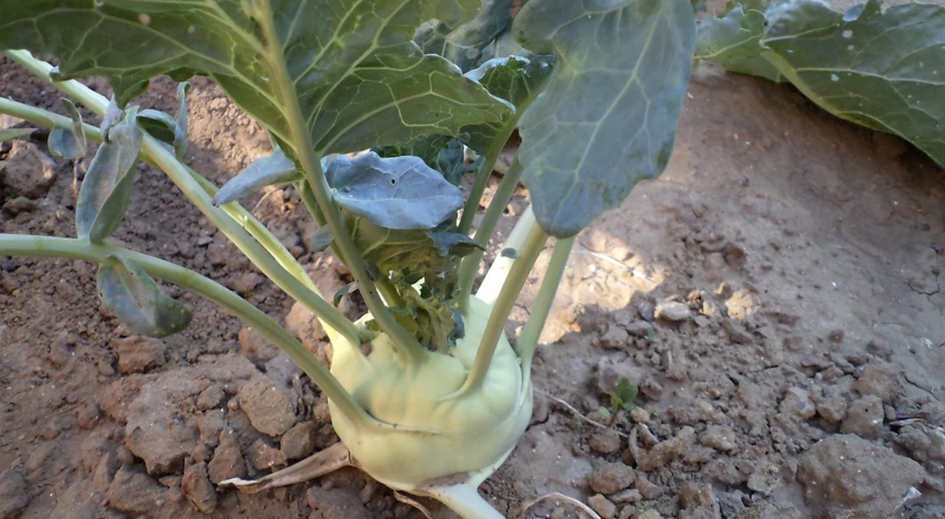 капуста кольраби в открытый грунт