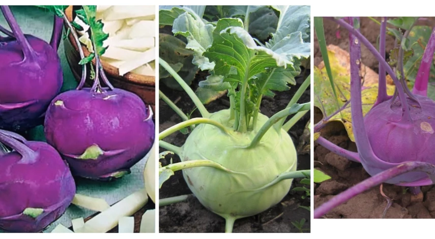 сорта капусты кольраби