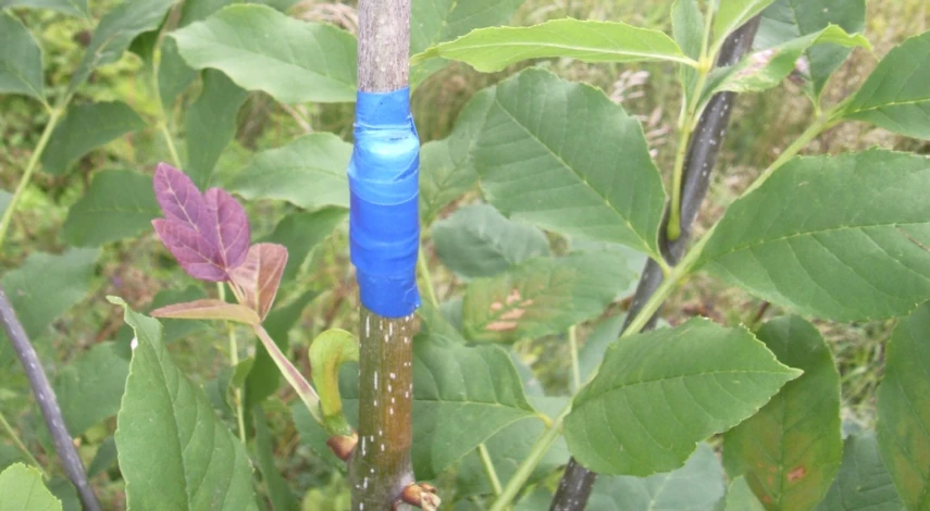 прививка плодовых деревьев черенком