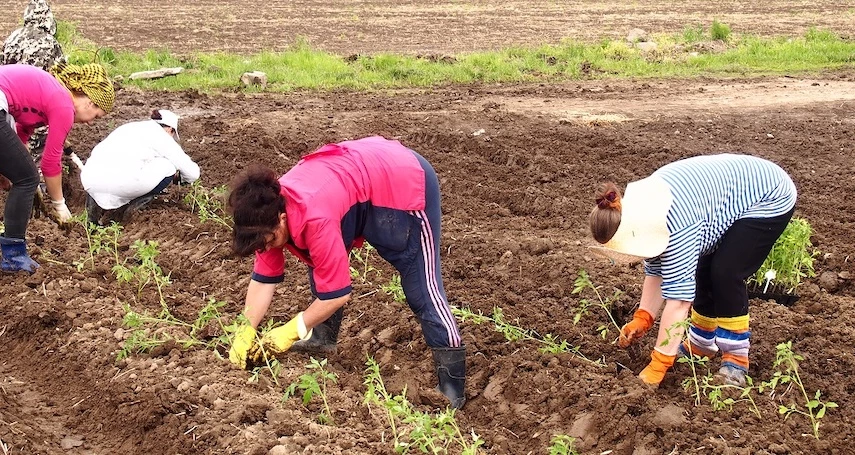 переросла рассада помидор как посадить