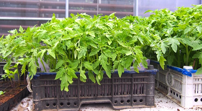 переросшая рассада помидоров