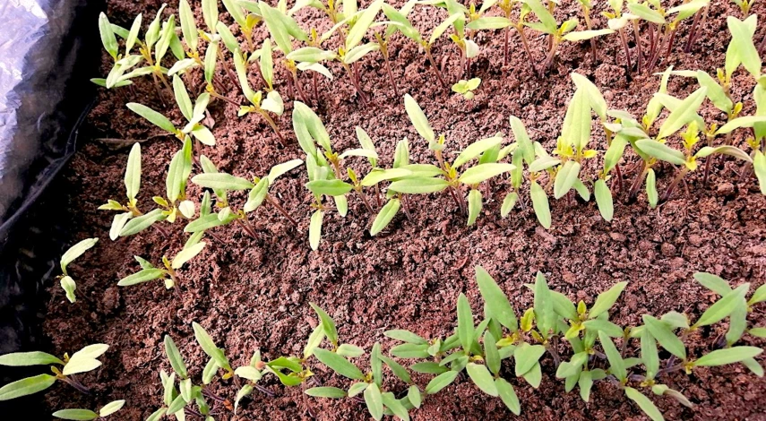 переросшая рассада томатов