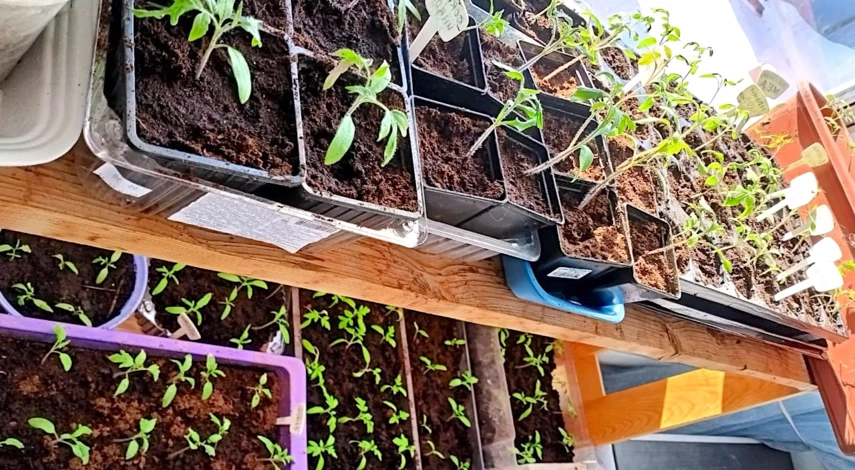 переросла рассада помидор что делать