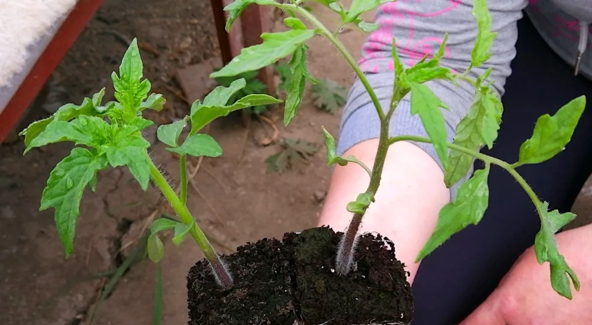 перерастает рассада помидор что делать