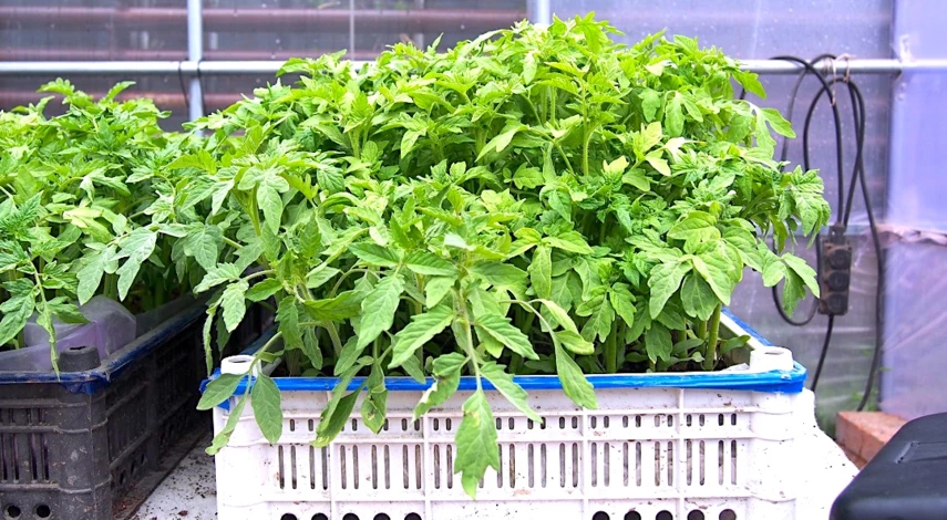 переросшая рассада томатов что делать