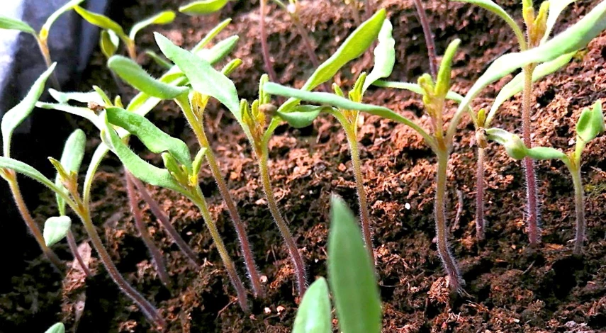 рассада помидор перерастает а высаживать рано