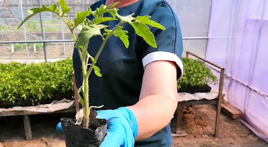 перерастает рассада томатов что делать