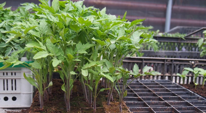 рассада помидоров переросла