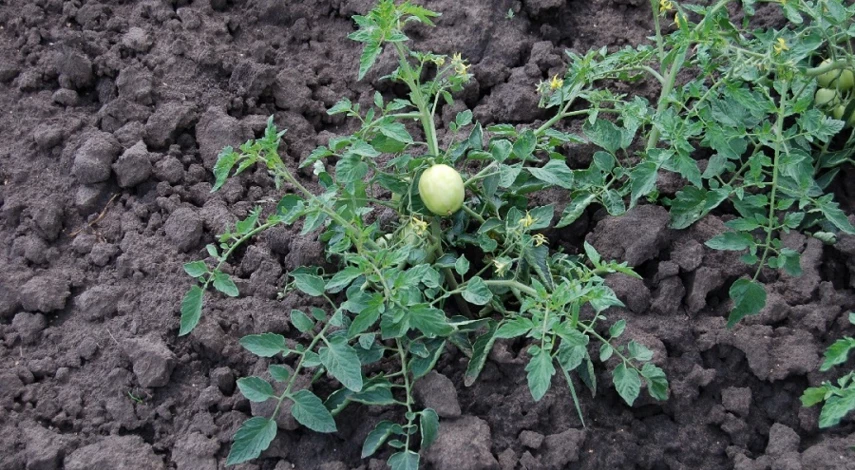 схема посадки помидоров в грунт