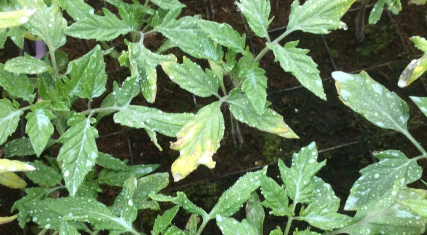 почему желтеют листья рассады помидор