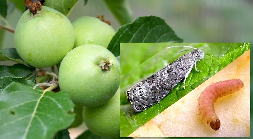 плодожорка на яблоне