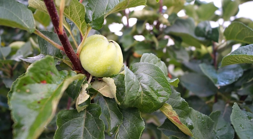 обработка яблонь от плодожорки