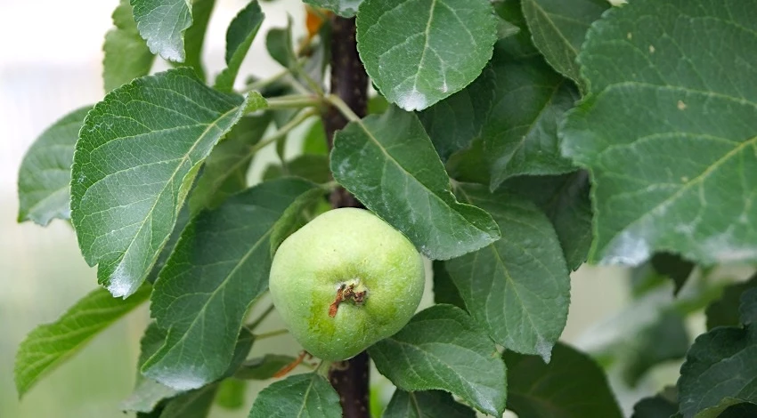 чем обработать яблоню от плодожорки весной