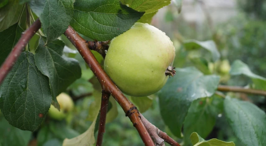 когда опрыскивать яблоню от плодожорки