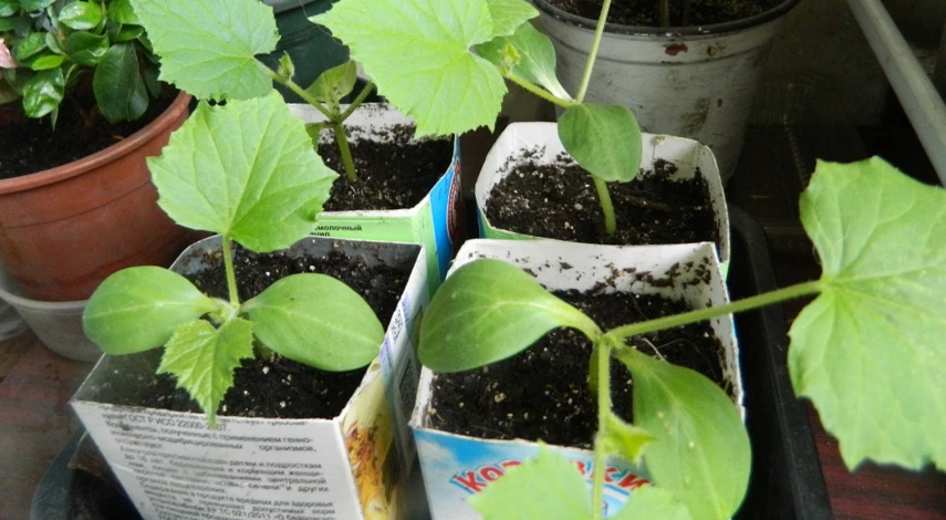 огурцы рассадой в открытый грунт