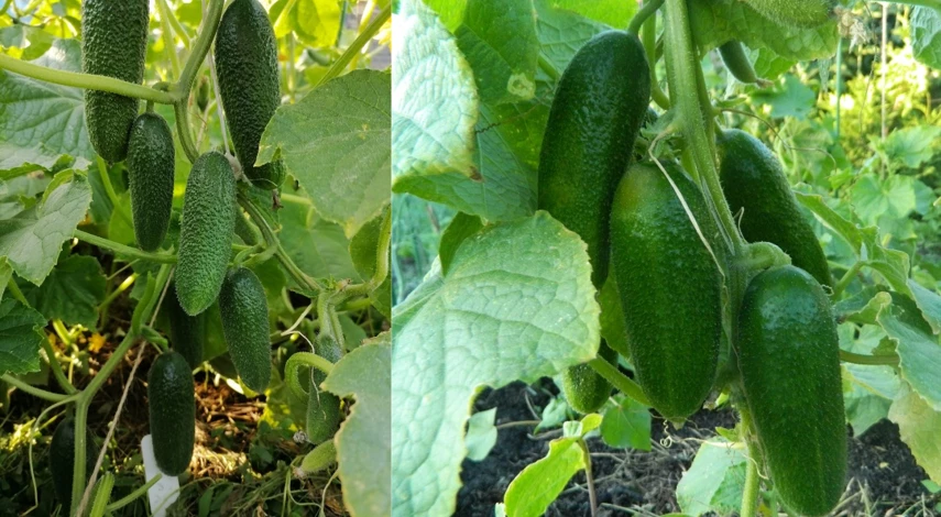 ранние огурцы для открытого грунта