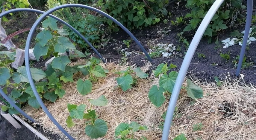 посадка рассады огурцов в открытый грунт