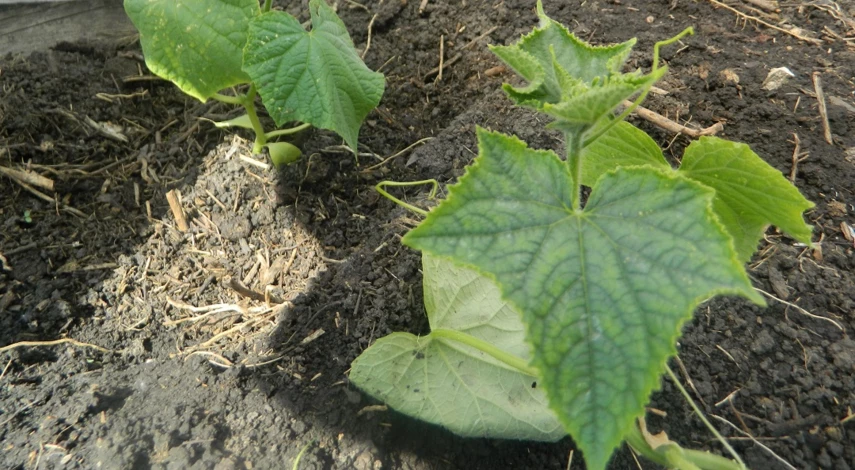 высадка рассады огурца в грунт