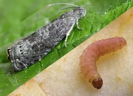 чем обработать яблони от плодожорки