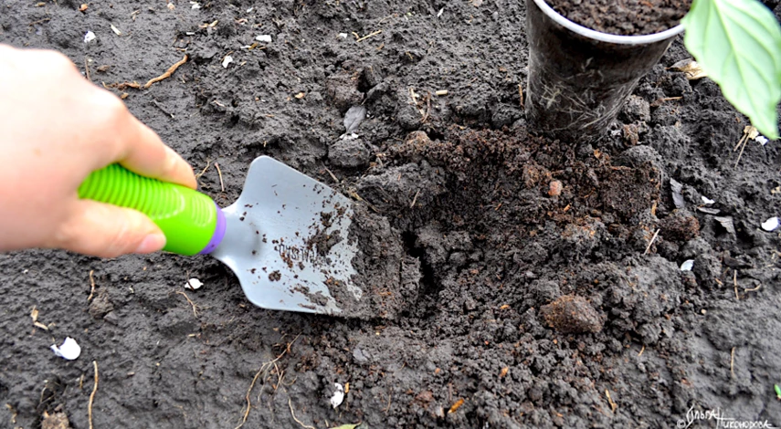 что в лунку при посадке перца