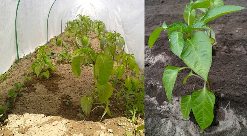 перец что положить в лунку теплице