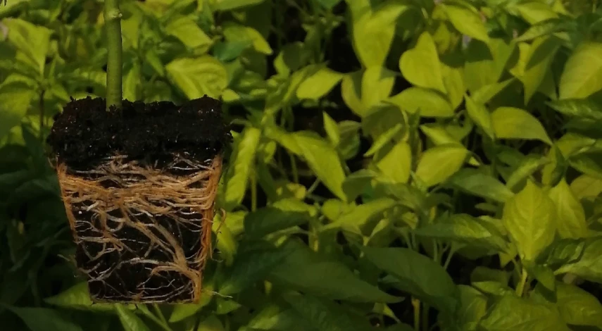 что добавить в лунку перца