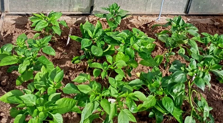 в лунку для перца