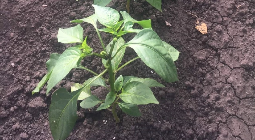 что положить в лунку при посадке перца