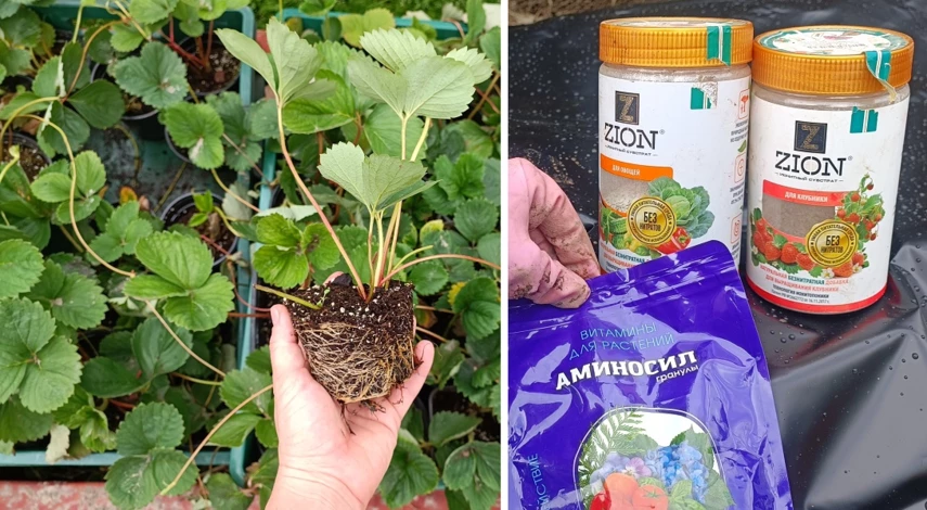 что кладут в лунку при посадке клубники