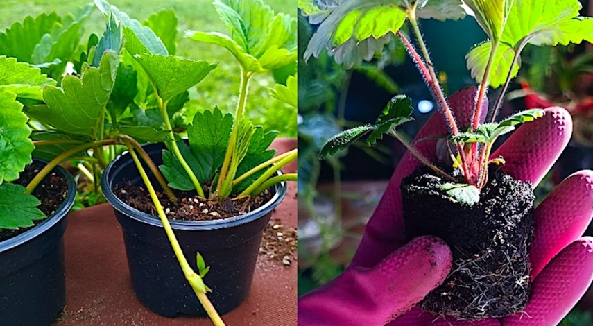 при посадке клубники что положить в лунку