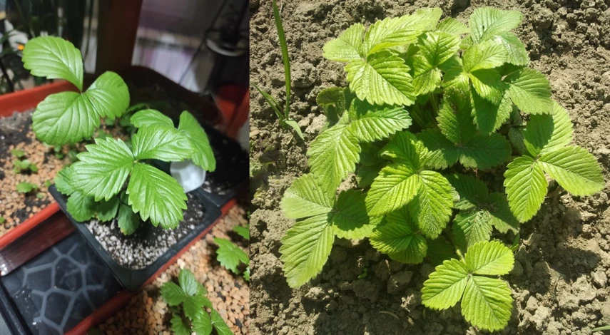 лунки для клубники