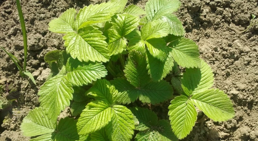 что добавить в лунки при посадке клубники