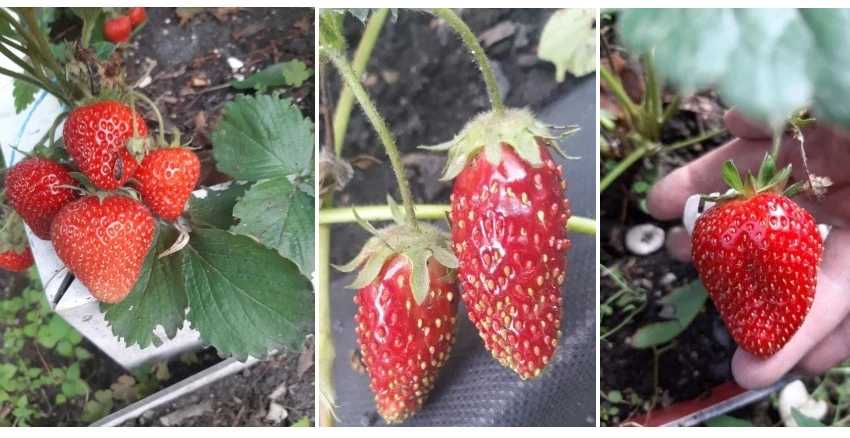 клубника посадка