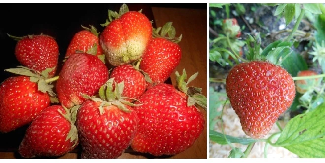 клубника как посадить