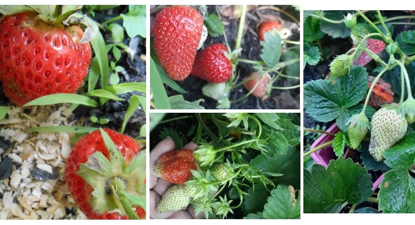 клубника когда сажать