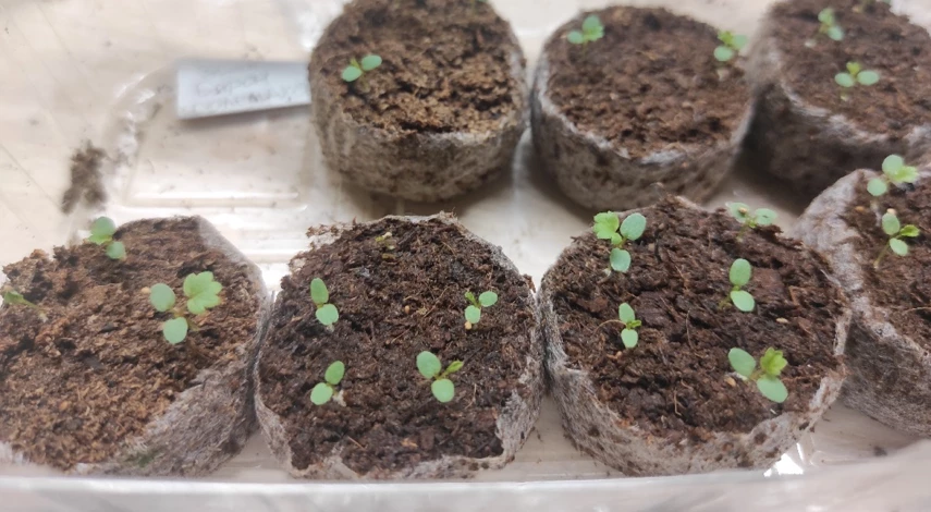 ремонтантная клубника выращивание