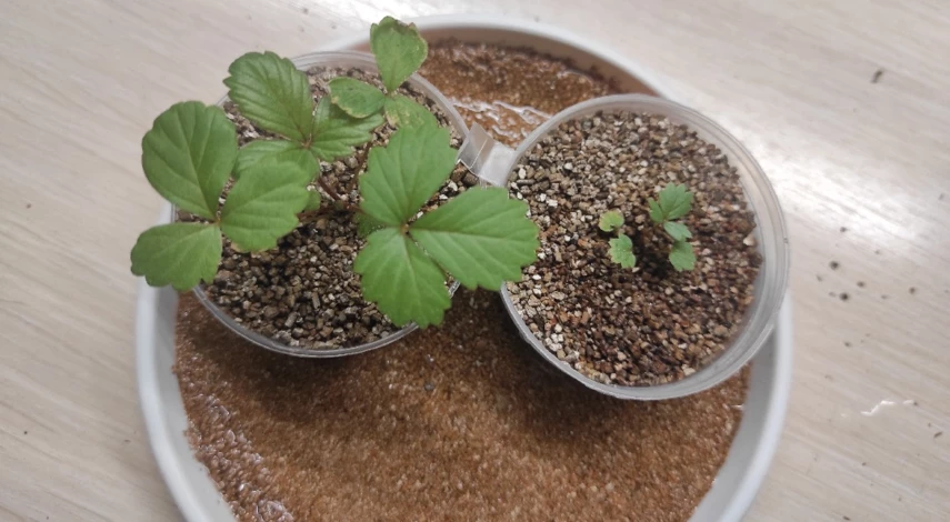 ремонтантная клубника посадка