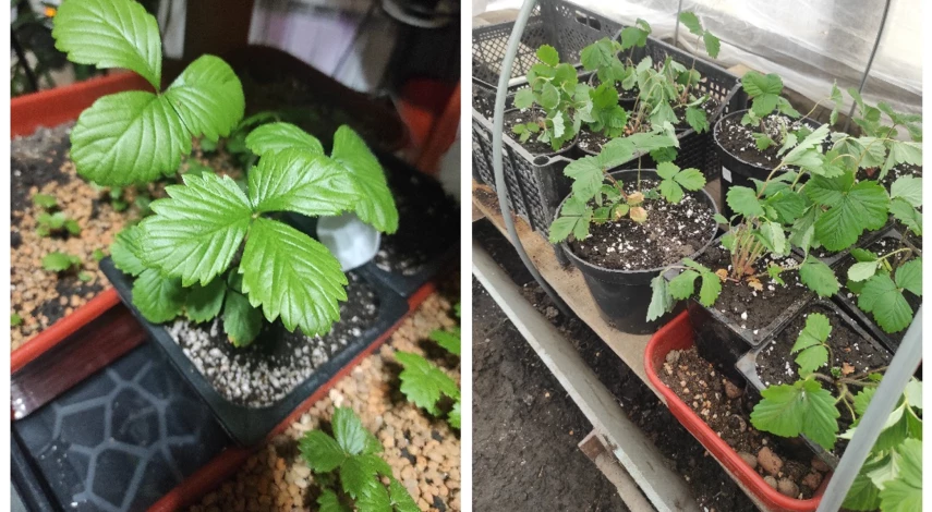 ремонтантная клубника рассада