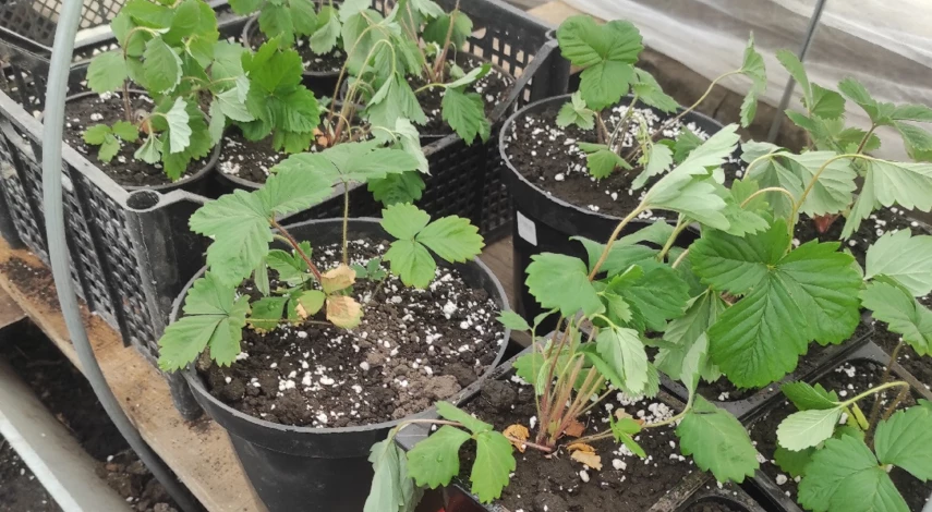 ремонтантная клубника открытый грунт