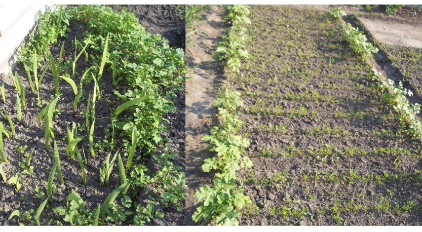 проволочник на участке