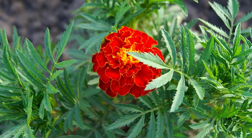 как избавиться от медведки в огороде