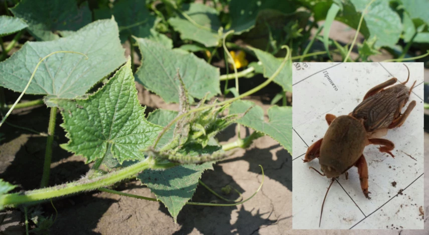 борьба с медведкой