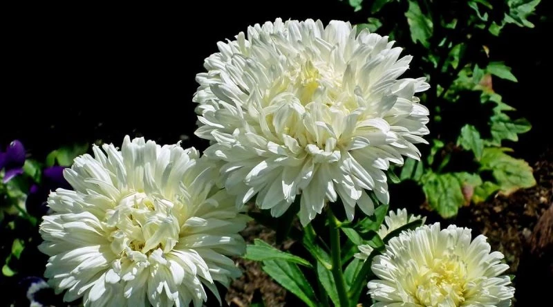 медведка борьба народными