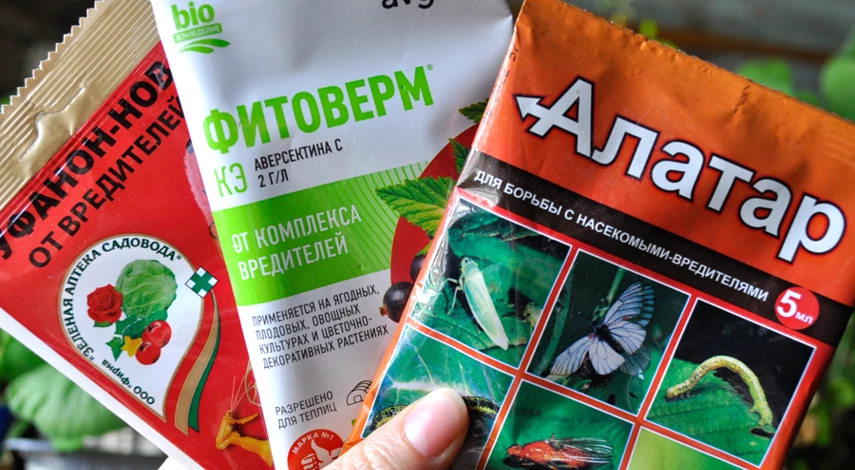 борьба с медведкой на огороде